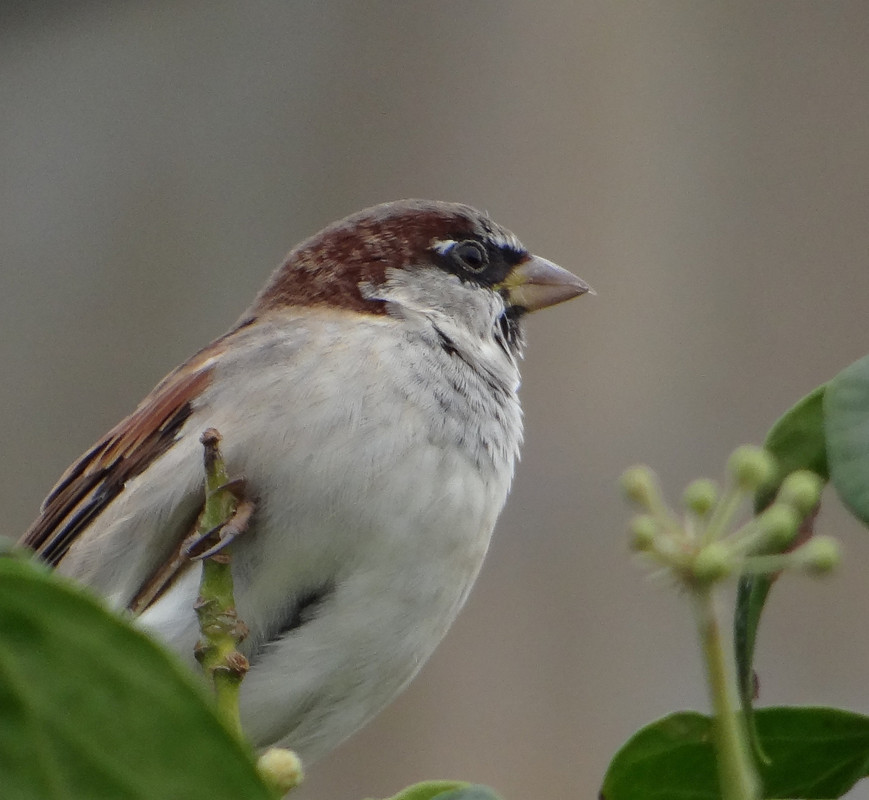 SPARROW 20