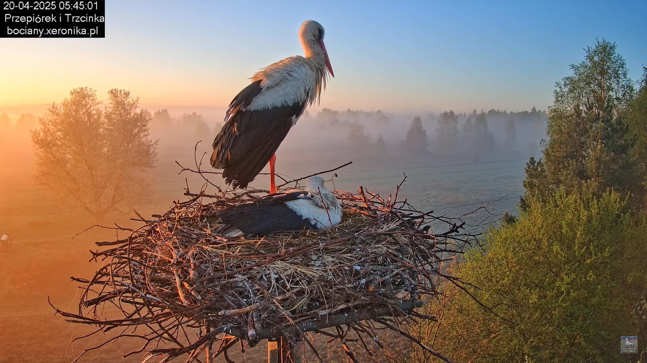 20042025bociany8