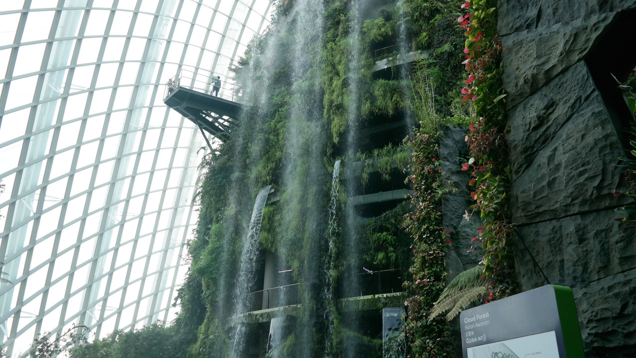 Cloud Forest 07