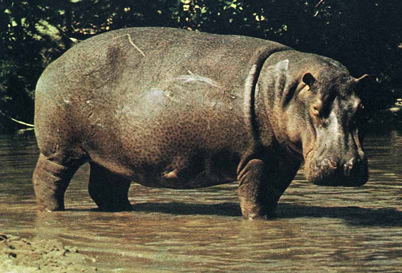 scoreggia ippopotamo divertente
