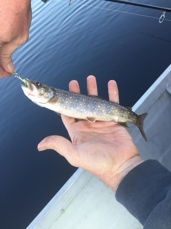 66409944_362151407803170_814638034854084608_n