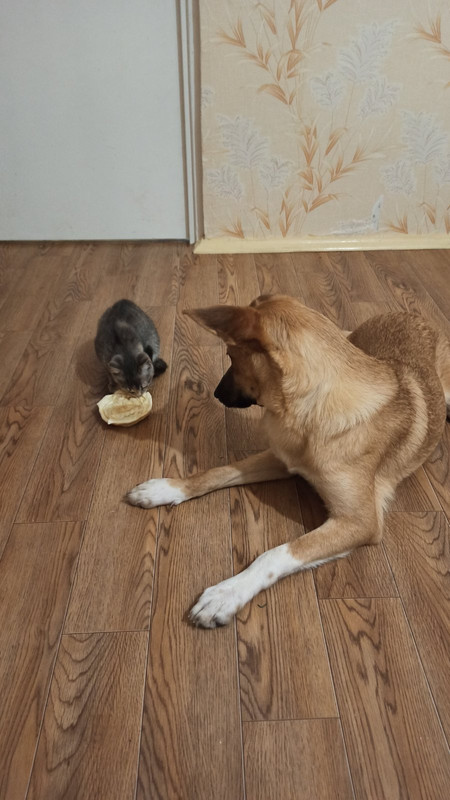 изображение_viber_2022-01-12_14-32-29-905