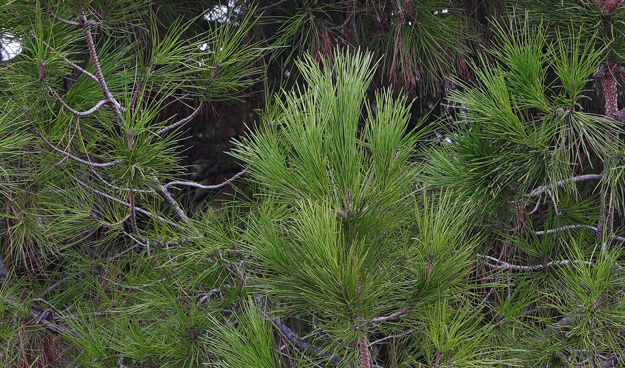 DSC05236crop100Sony