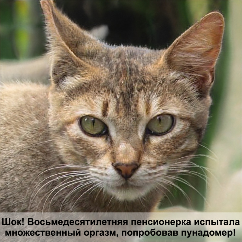 какая кошка самая неаллергенная