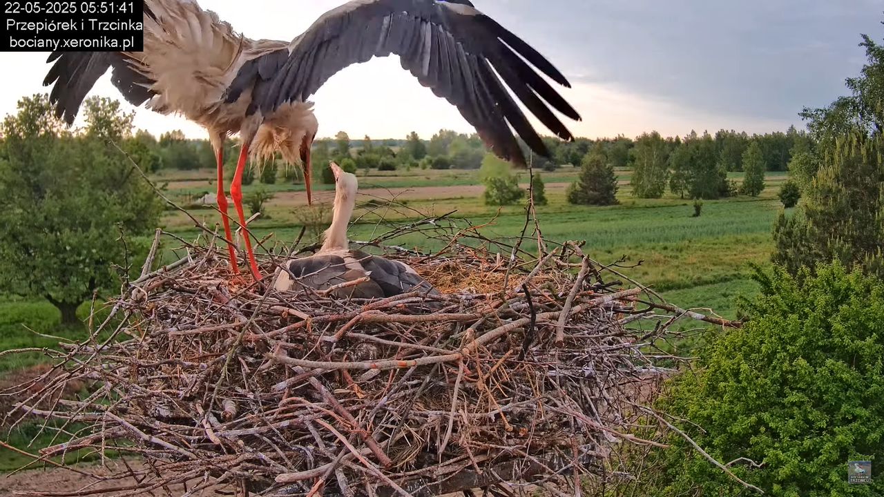 22052025bociany3