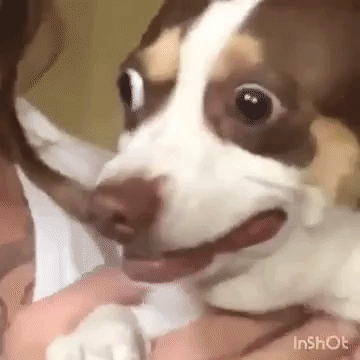 daily-gifdump-3408-15.gif
