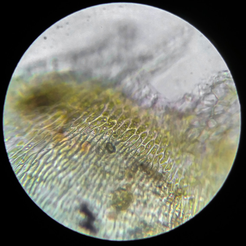 IMG 20250614 205116 HDR