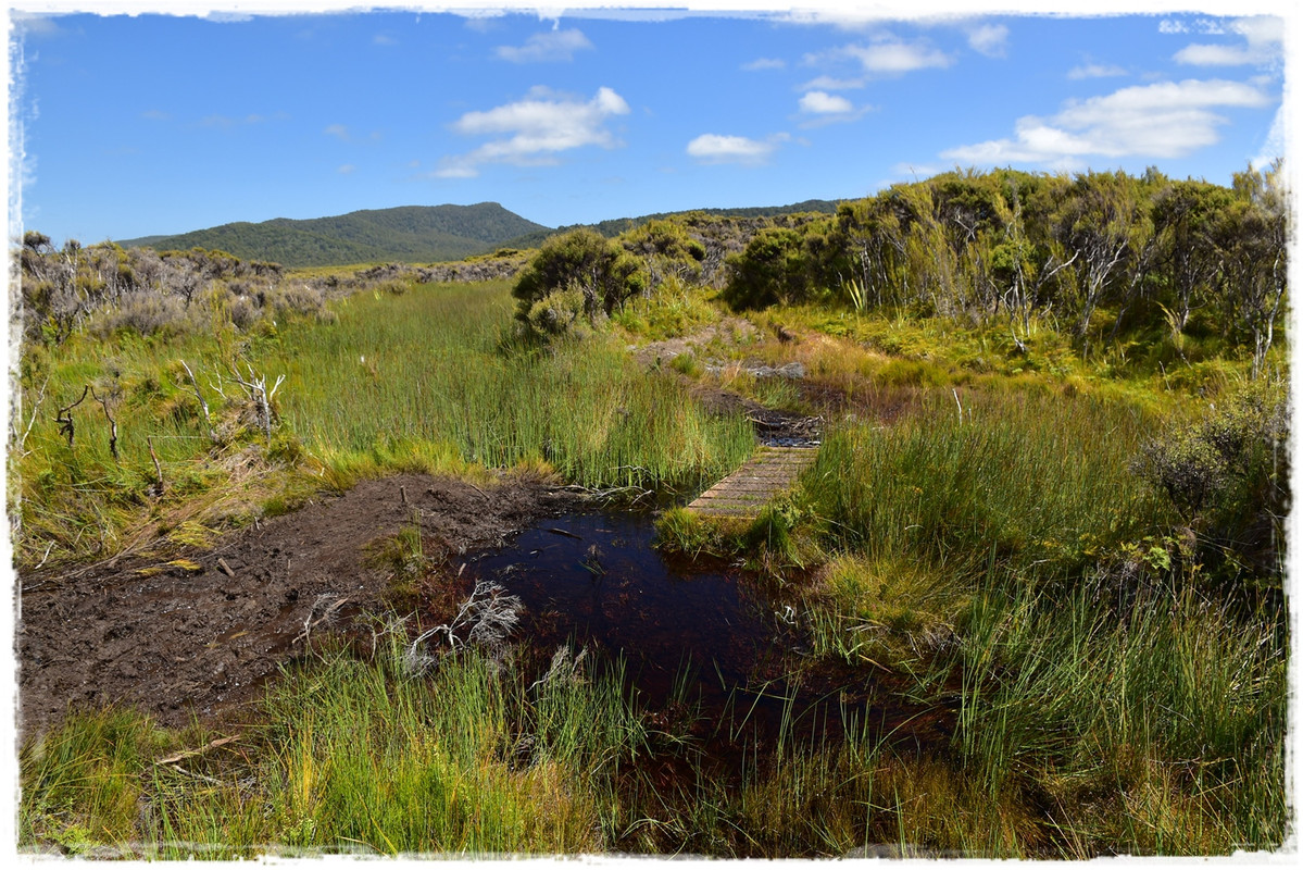 Escapadas y rutas por la Nueva Zelanda menos conocida - Blogs de Nueva Zelanda - Stewart Island:  kiwis, Coast to Coast y unos días en Oban (febrero 2021) (18)