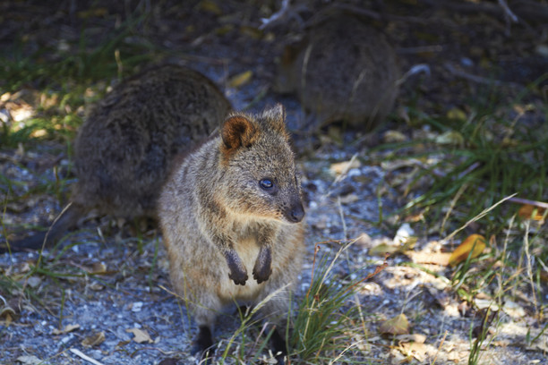 Quokka