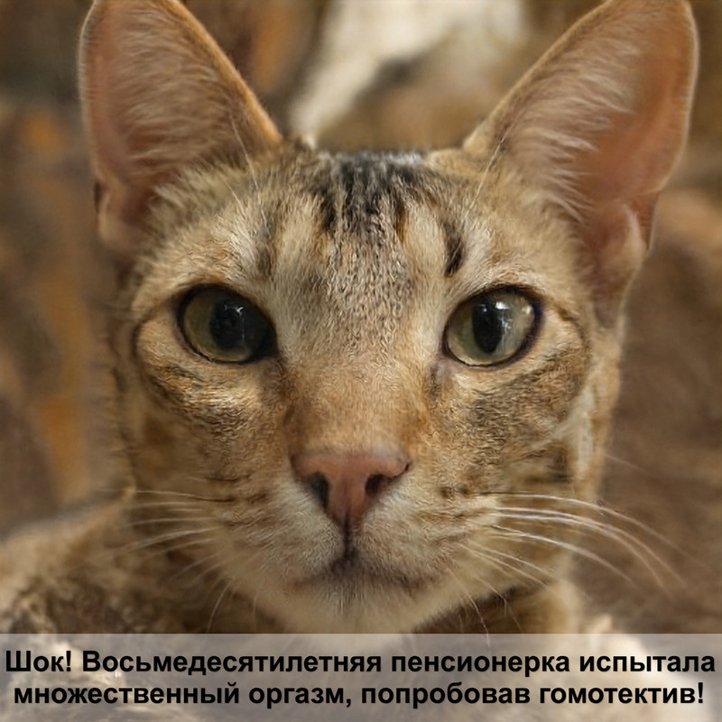 какие кошки голубого окраса