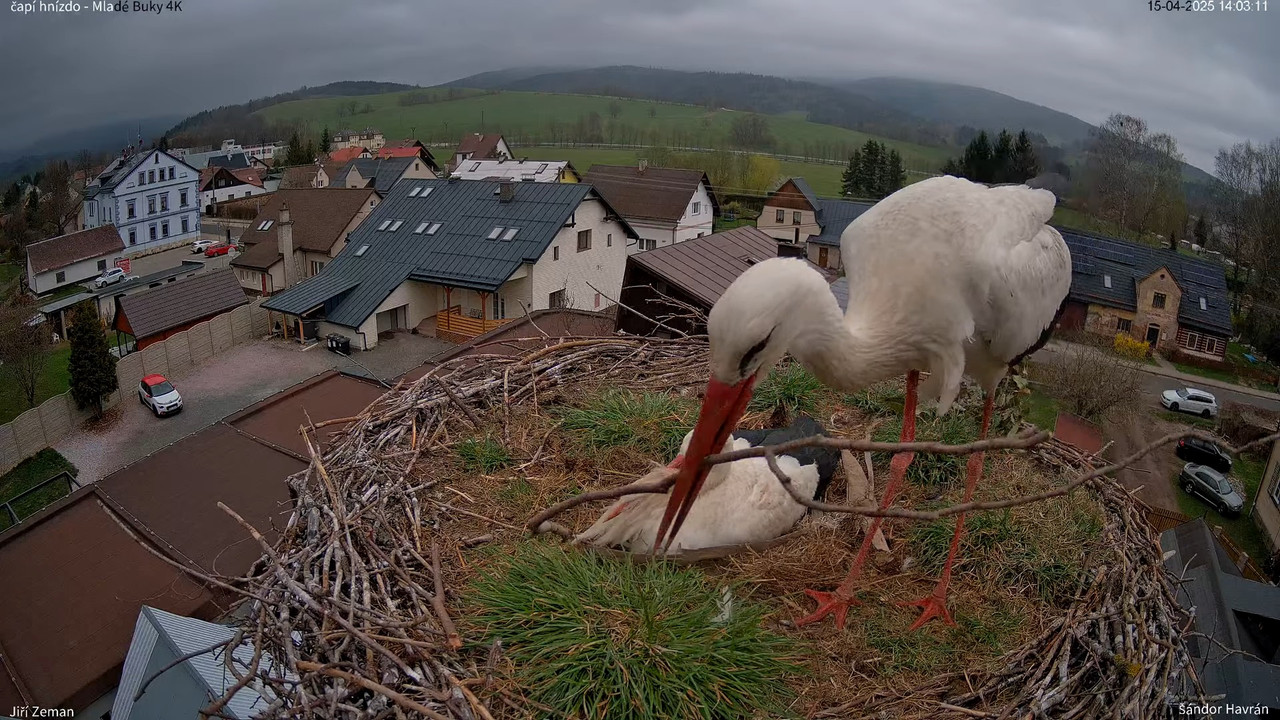 Živá kamera - Mladé Buky - čapí hnízdo 4K 10-34-41 screenshot