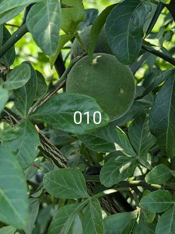 PXL_20240806_175225323~2