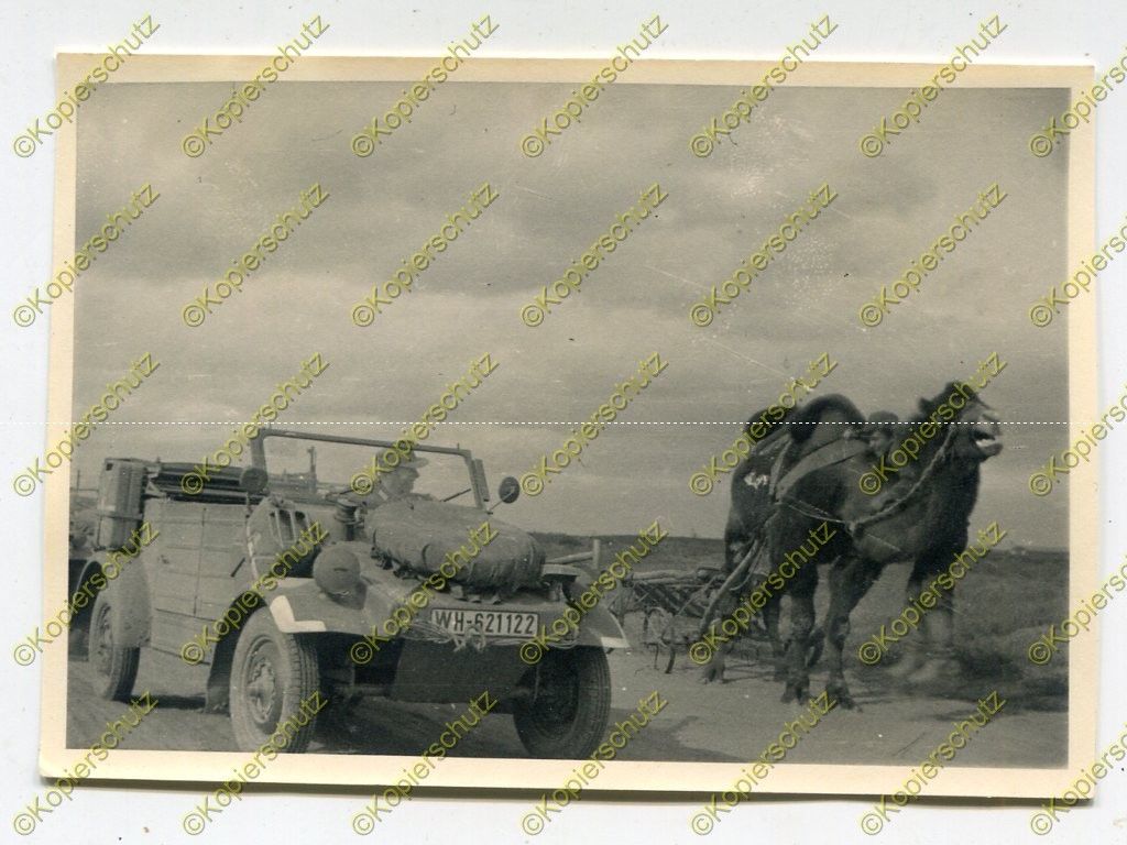 Foto, PKW, VW Typ 82 Kübelwagen, Begegnung mit Kamel, Krim, Russ