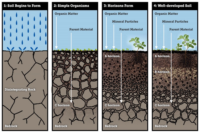 Soil Formation Soil Formation