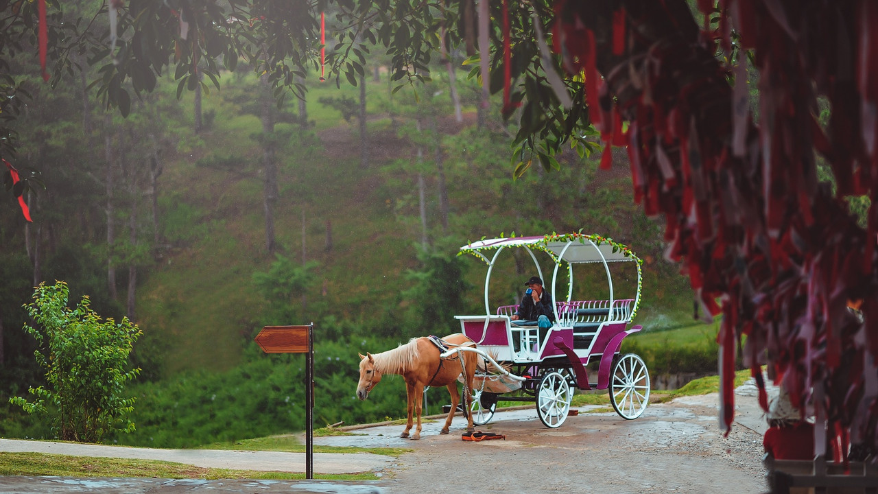 magentahorseandcarriage.jpg