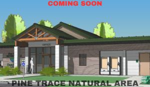 Pine Trace