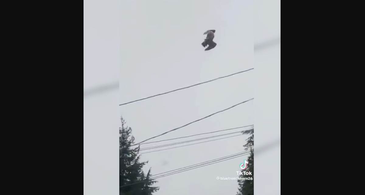Errore nella Matrix Video Tik Tok Virale di Uccello che non si muove nel cielo