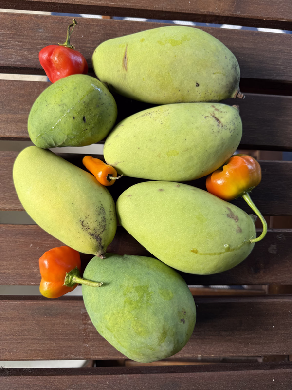 Mangoes Peppers 4 26