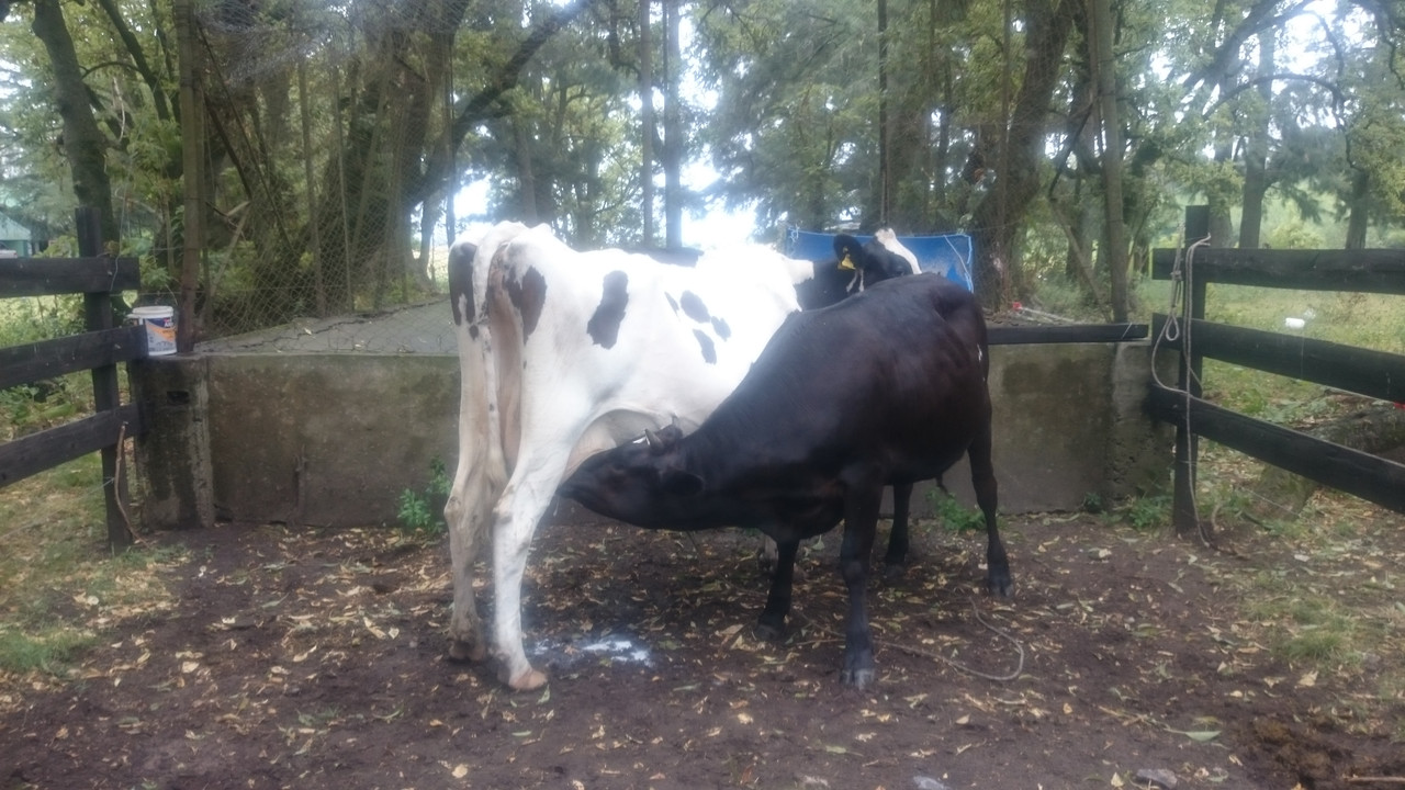 Аргентина (36)