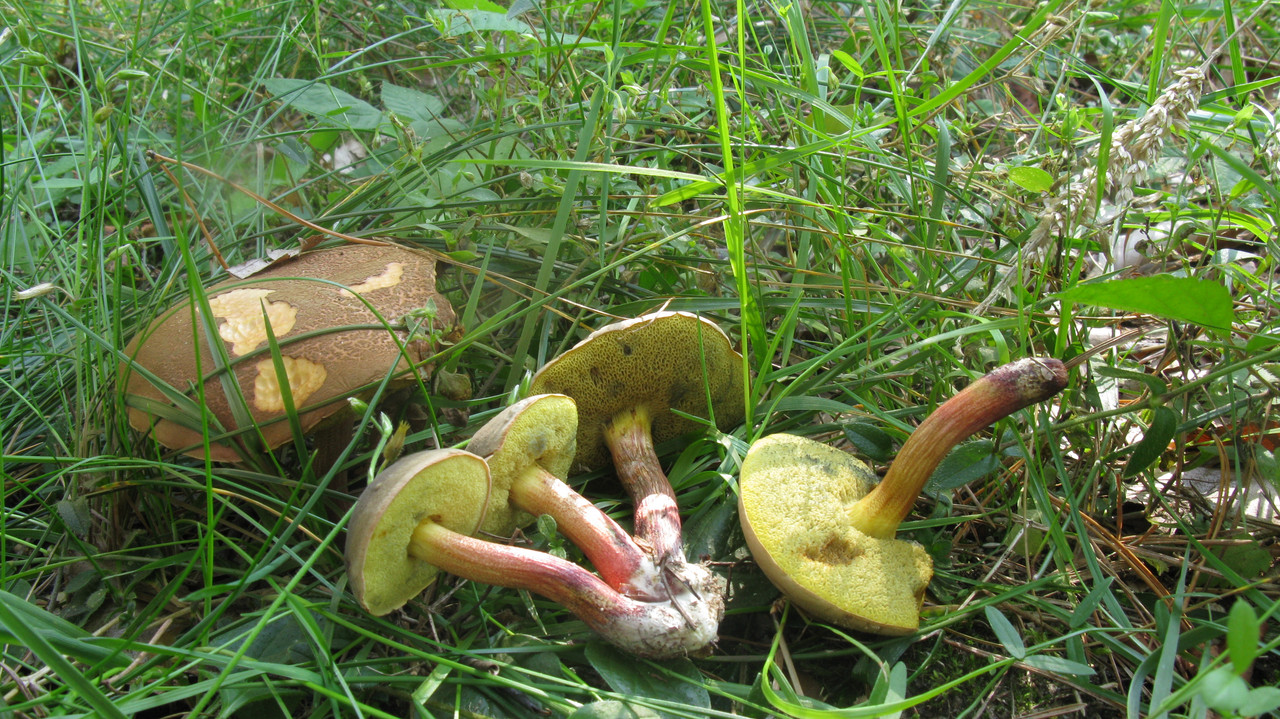 IMG 3051 — Postimages