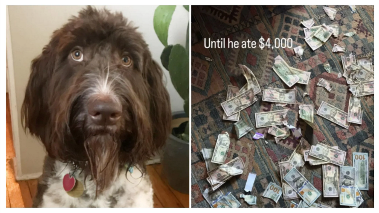 Viral:Perro se come 4 mil dólares y dueños recuperan el dinero de manera inusual