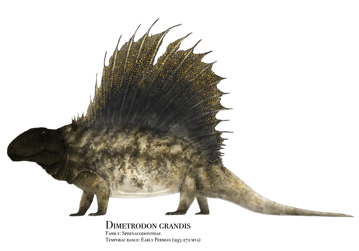 Dimetrodon_grandis_in__high_walk__pose