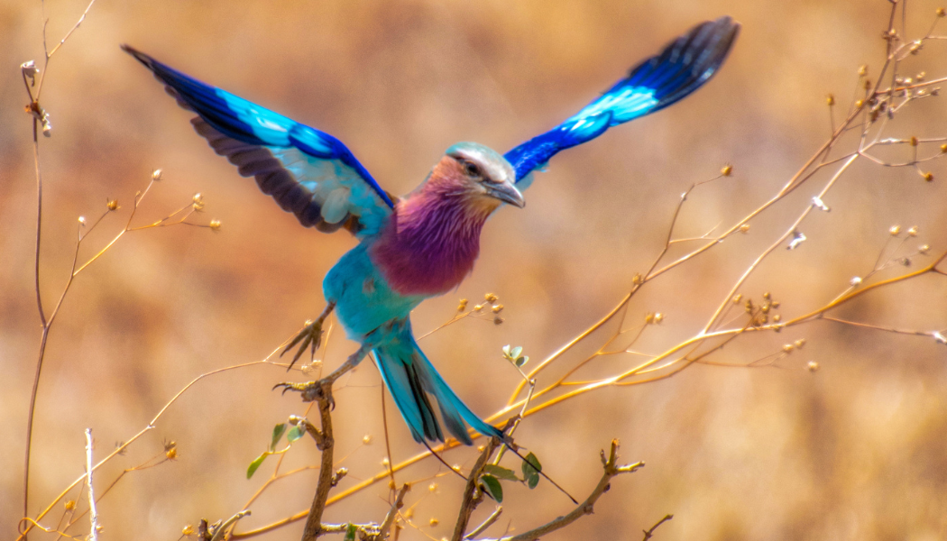 Luxury Kenya safari gallery image 2