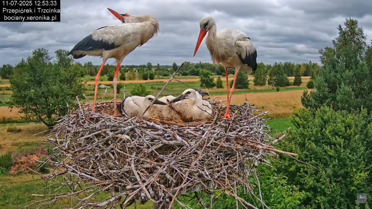 11072025bociany28