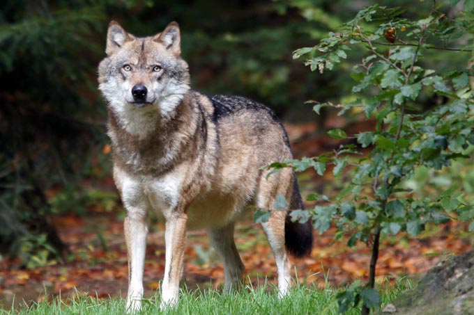 20170906-wolf-karl-heinz-kuhn.jpg