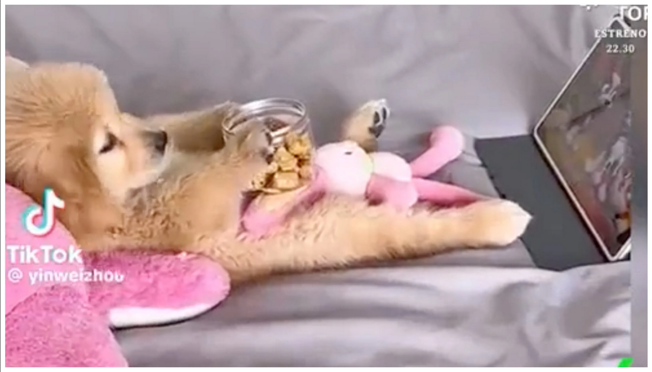 Captan a lomito acostado en sofá comiendo galletas mientras ve una peli