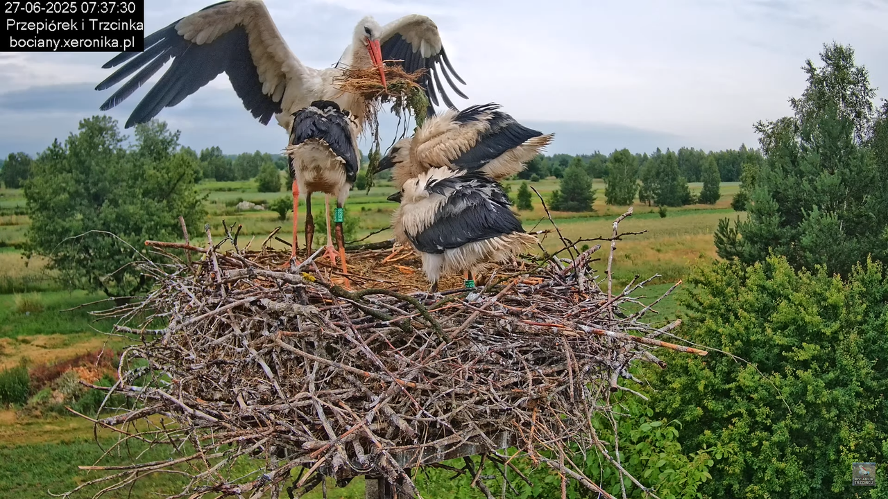 27062025bociany16