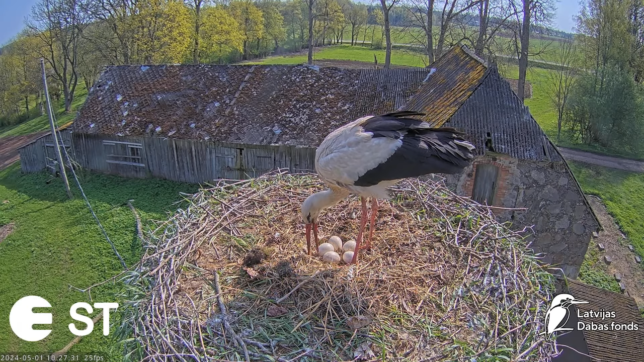 Baltie stārķi (Ciconia ciconia) Tukuma novadā - LDF tiešraide __ White storks in Tukums, Latvia 12-3