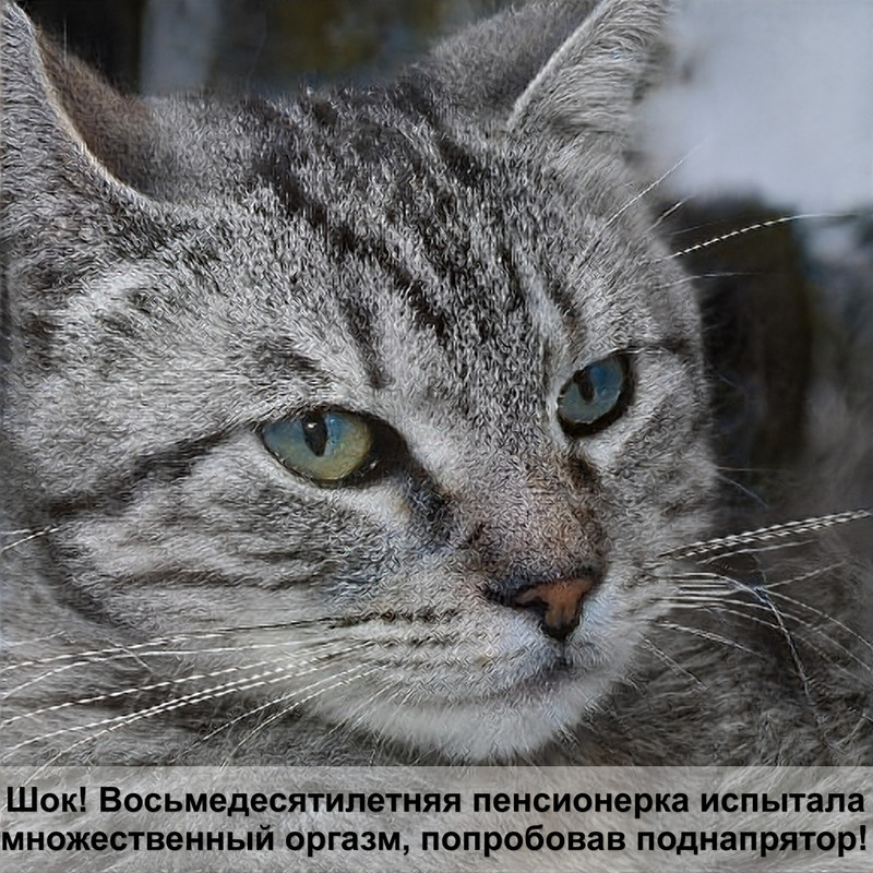 кошка британец шоколадного окраса