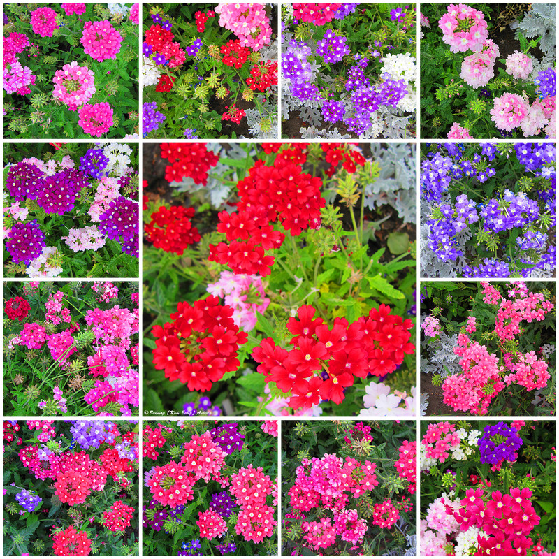 городские цветы9-1