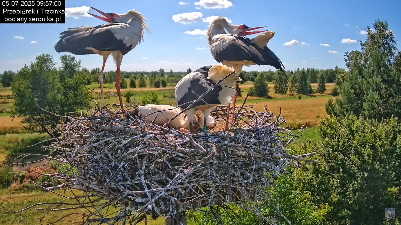 05072025bociany30