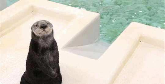 otter5.gif
