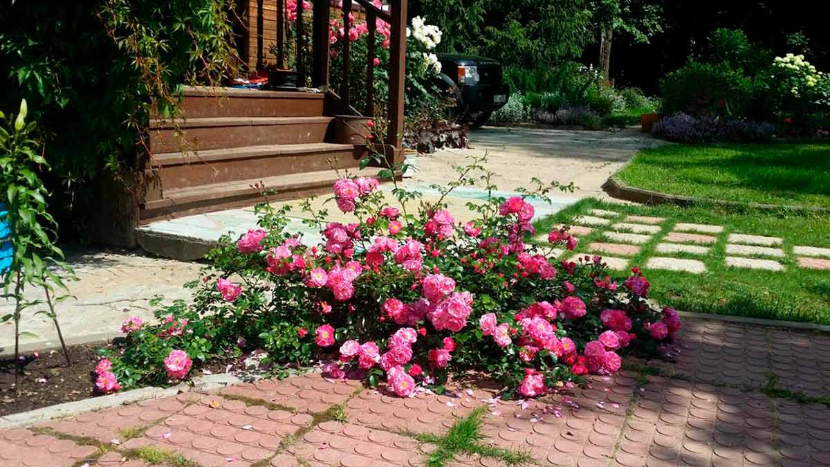Где Купить Розы Для Посадки На Даче