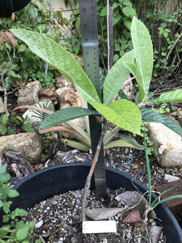 85ABD39F-EB66-43EA-B386-6B7A0893DAB2