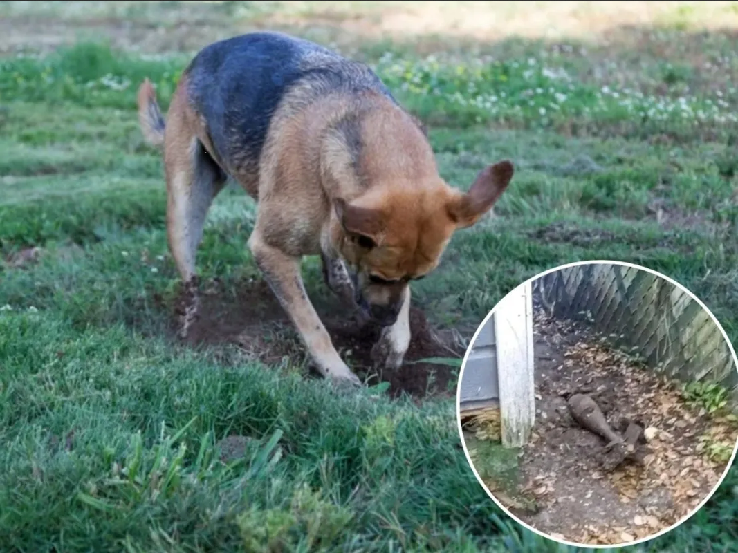 ¡Insólito! Perro desentierra bomba en el patio de su casa y salva el día
