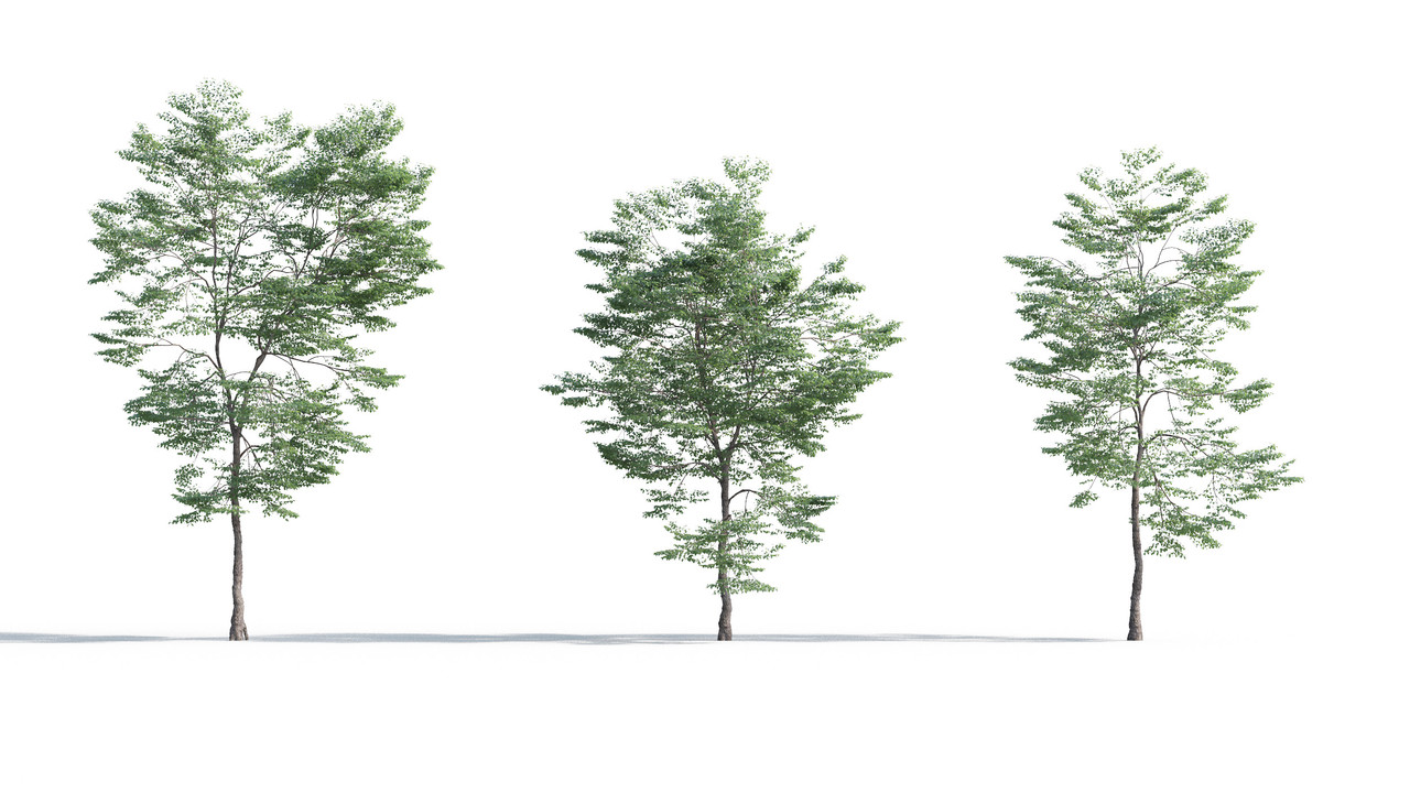 TV-cay_3dsmax_tailieukientruc (12)