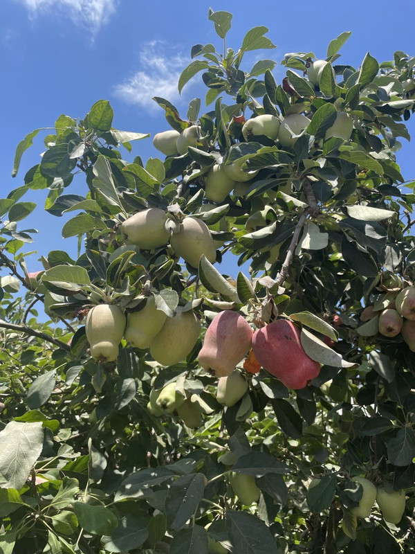 A8965A71-7A3B-42D2-82F1-7996EF2B50F9_1_105_c