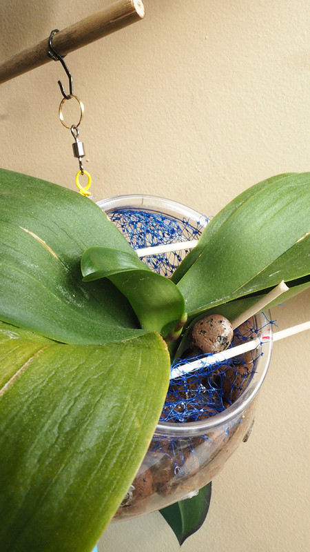 [Image: P5160018.jpg]