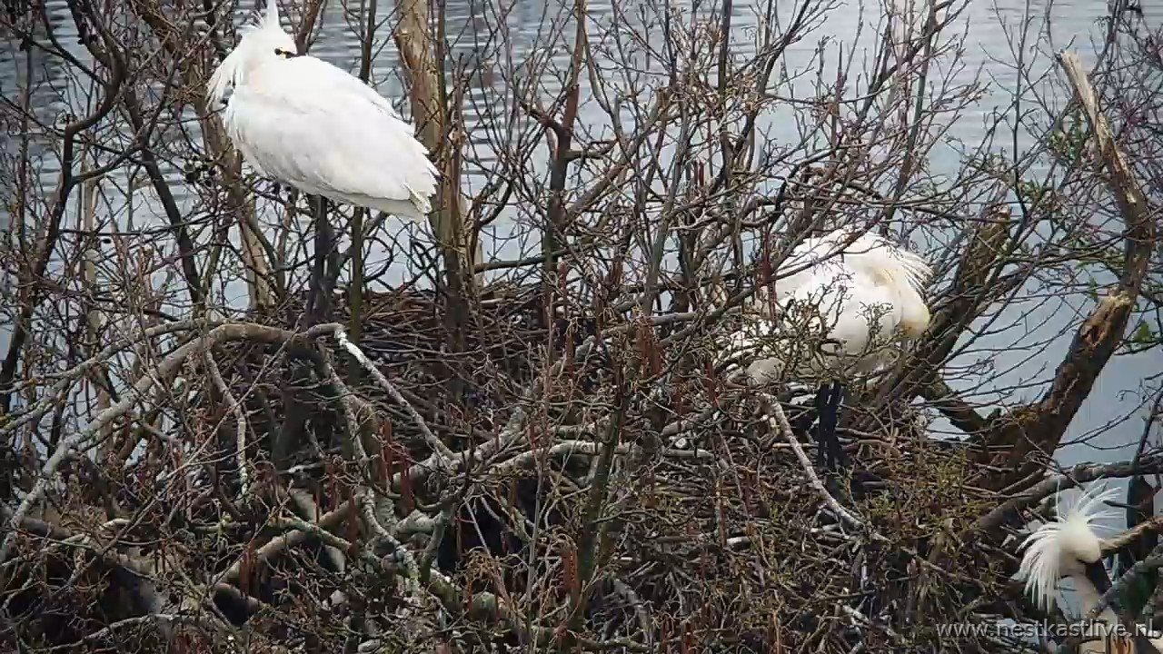 snapshot 2026 03 31T083224 728