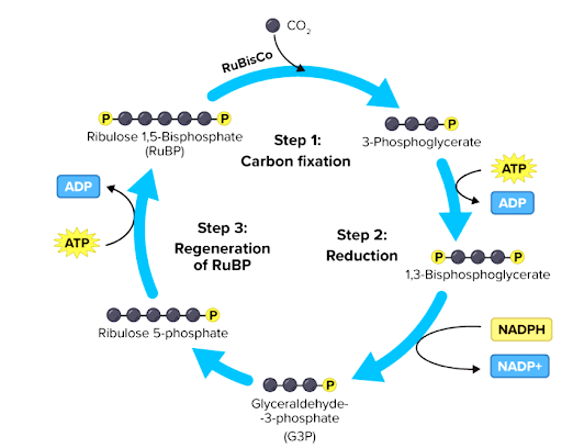 Calvin Cycle