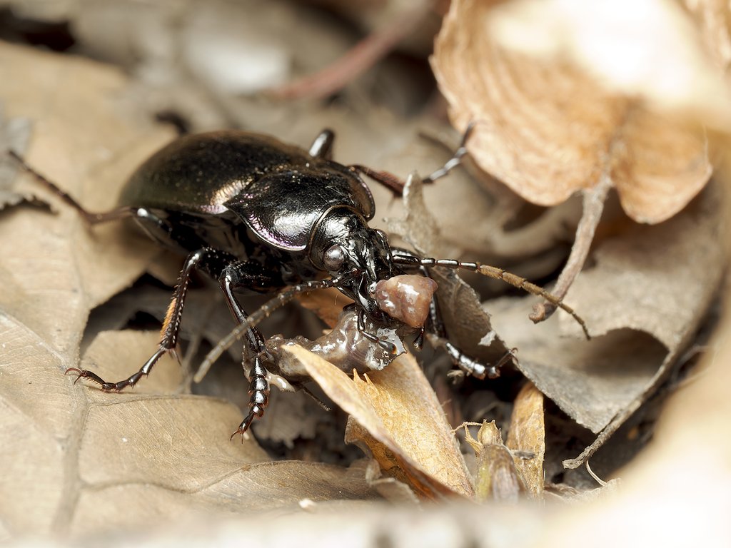 https://i.postimg.cc/vBM1XybH/Carabidae-Carabus-nemoralis1.jpg