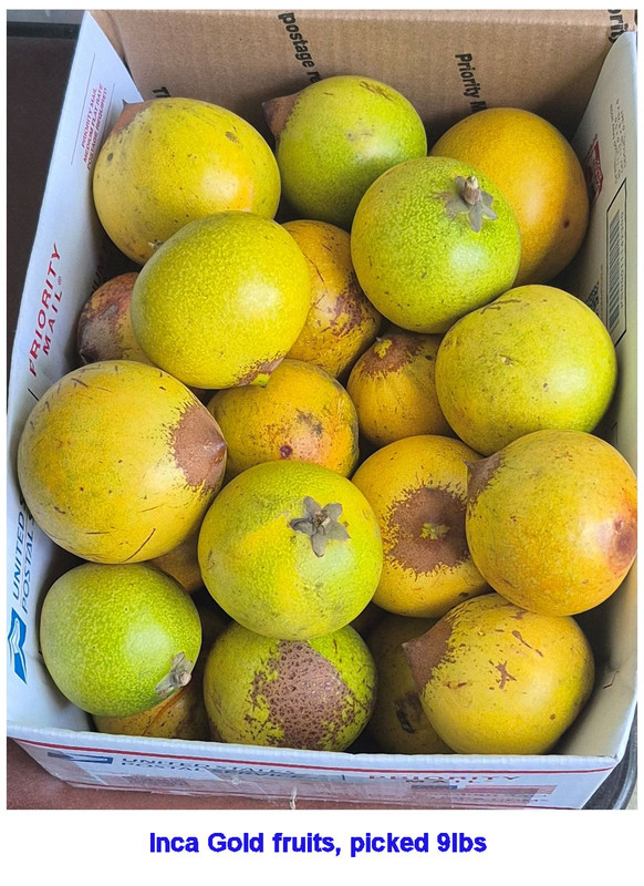 Inca Gold (10 17 26) fruits today 9lbs