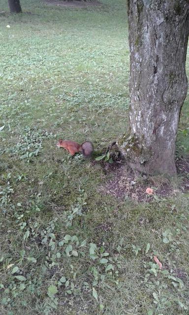 Capitales  Rusas - Blogs de Rusia y Ex URSS - Palacio Pavlovsky / Palacio de Catalina (18)