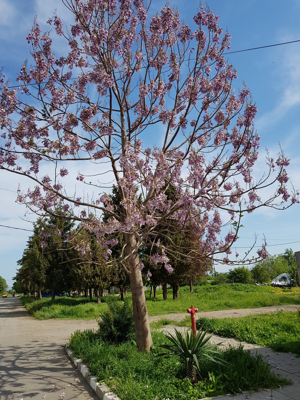 Пауловния, Императорско дърво (Paulownia tomentosa) - Page 8 ...