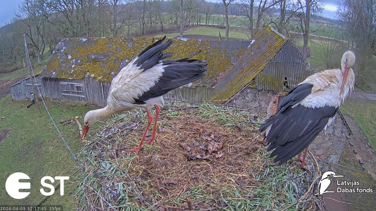 Baltie stārķi (Ciconia ciconia) Tukuma novadā - LDF tiešraide __ White storks in Tukums, Latvia 2-9-