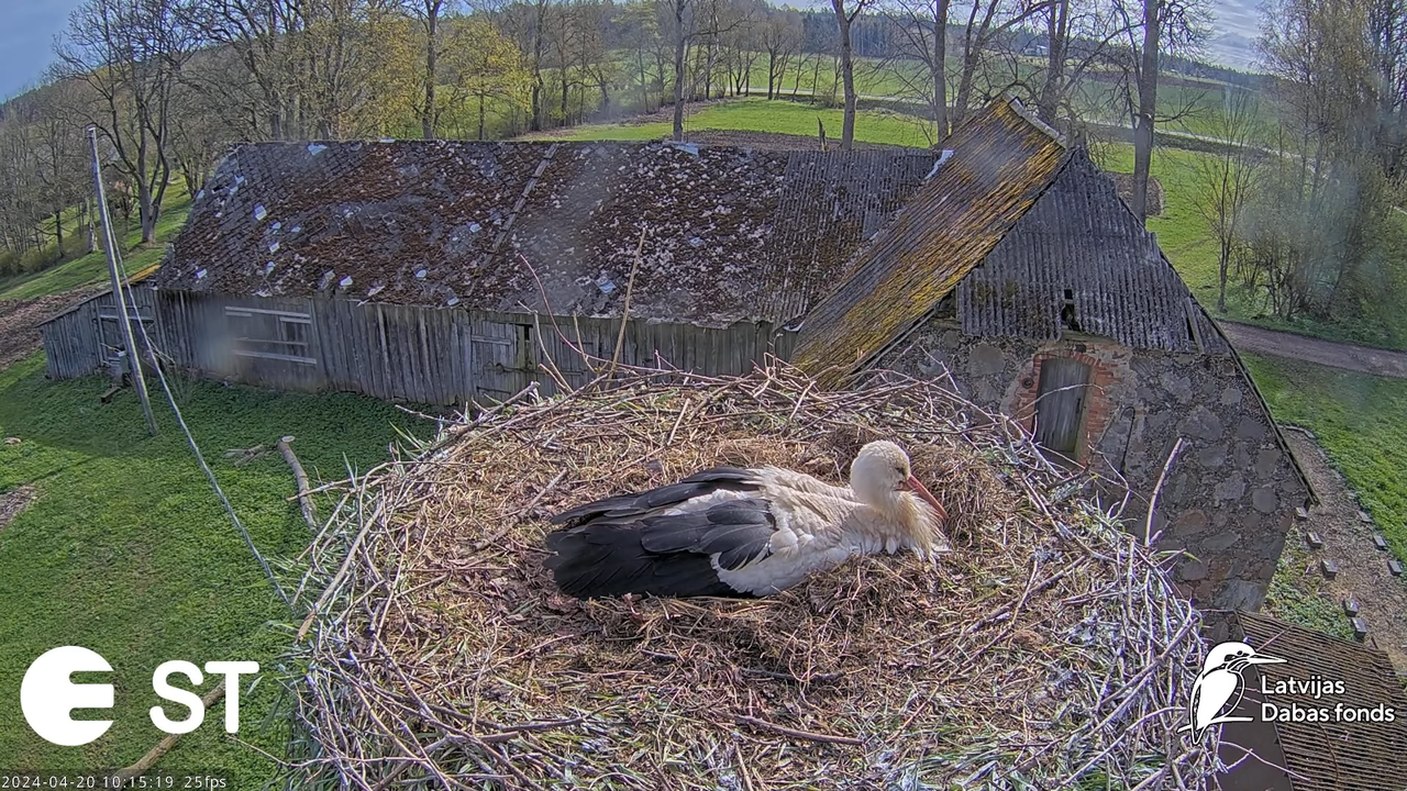 Baltie stārķi (Ciconia ciconia) Tukuma novadā - LDF tiešraide __ White storks in Tukums, Latvia 14-4